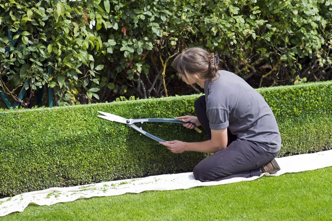 Woman using shears to maintain her hedge