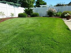Photo of a freshly mowed and maintained back yard