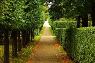 Nice walkway with trimmed hedges and trees on either side of it