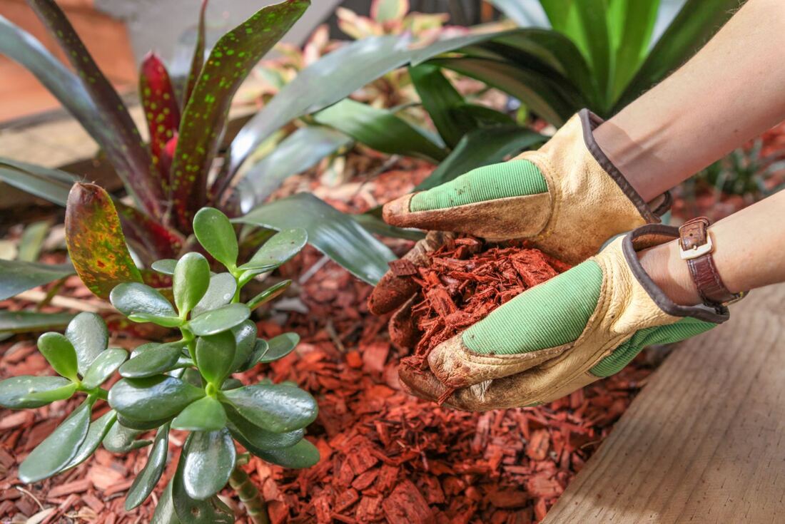 Woman wearing gloves placing bark in a landscaped garden bed