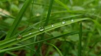 Closeup photo of blade of grass with dew drops on it