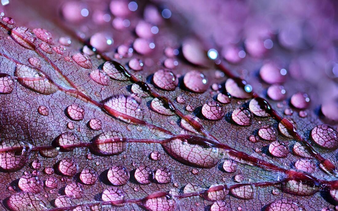 Close up of a purple leaf with dew drops on it