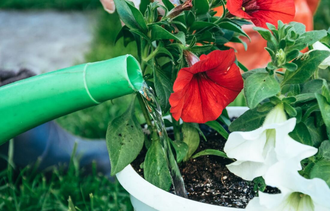 Watering some red flowers in a pot